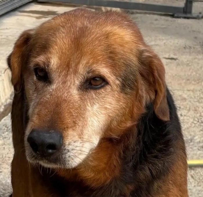 18mesi la tristezza fatta cane  ..vive 1vita non bella! CATANIA