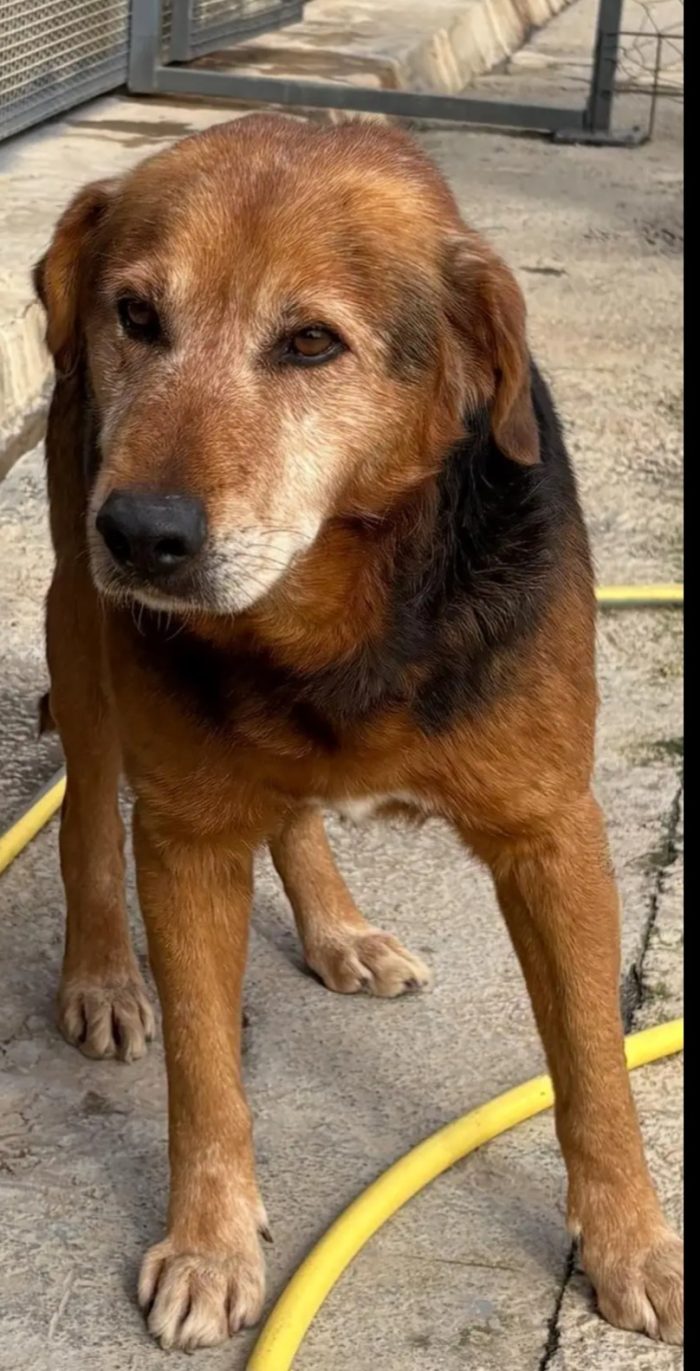 18mesi la tristezza fatta cane  ..vive 1vita non bella! CATANIA