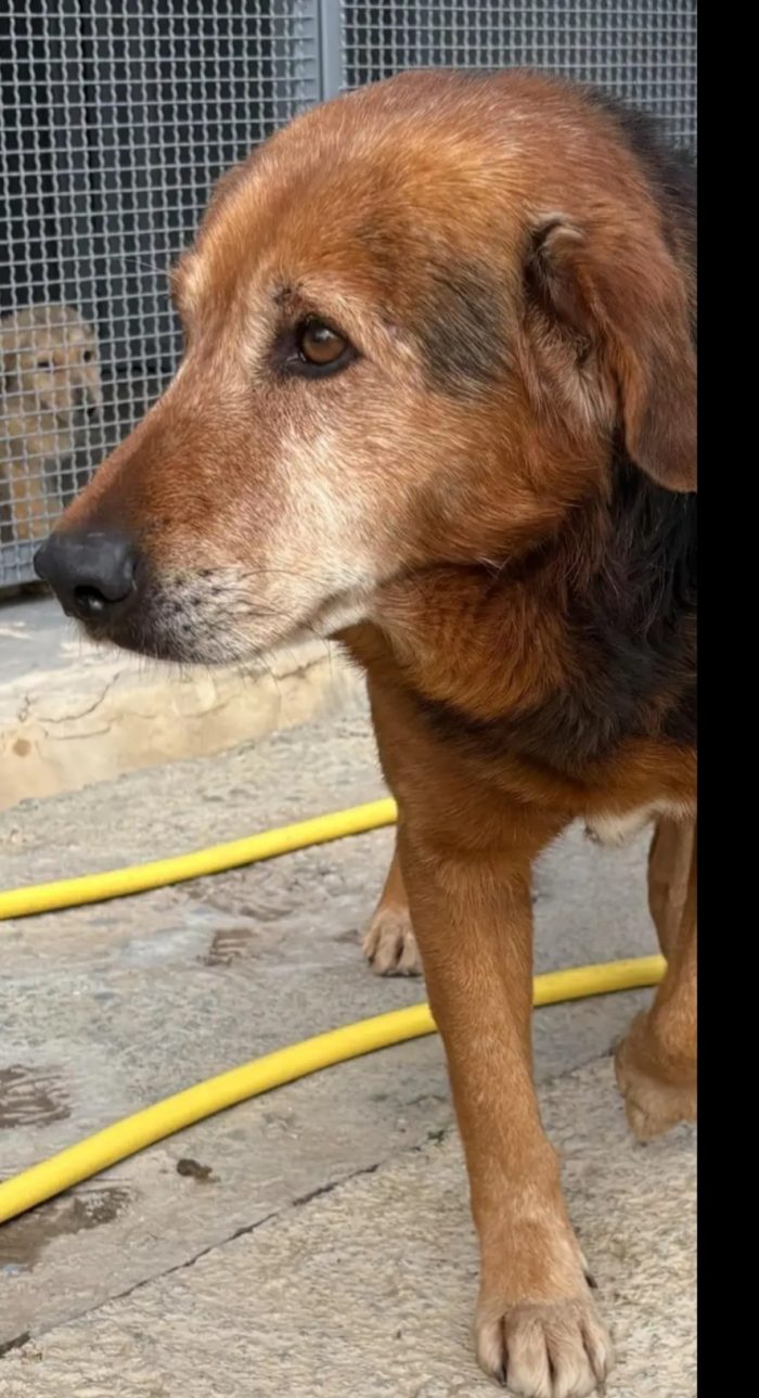 18mesi la tristezza fatta cane  ..vive 1vita non bella! CATANIA
