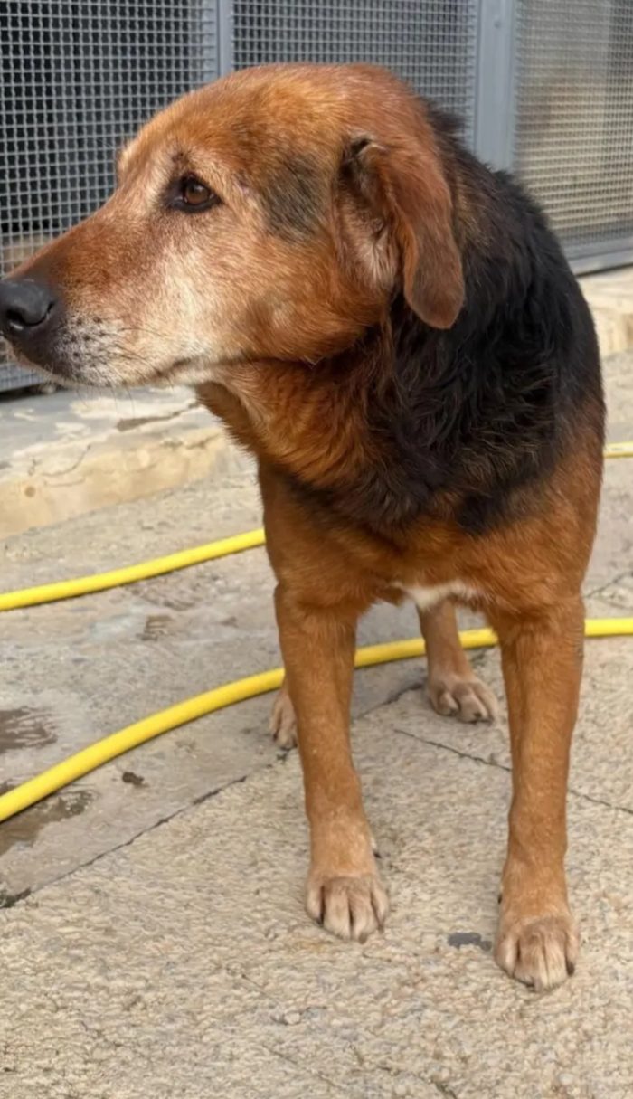 18mesi la tristezza fatta cane  ..vive 1vita non bella! CATANIA - media 4