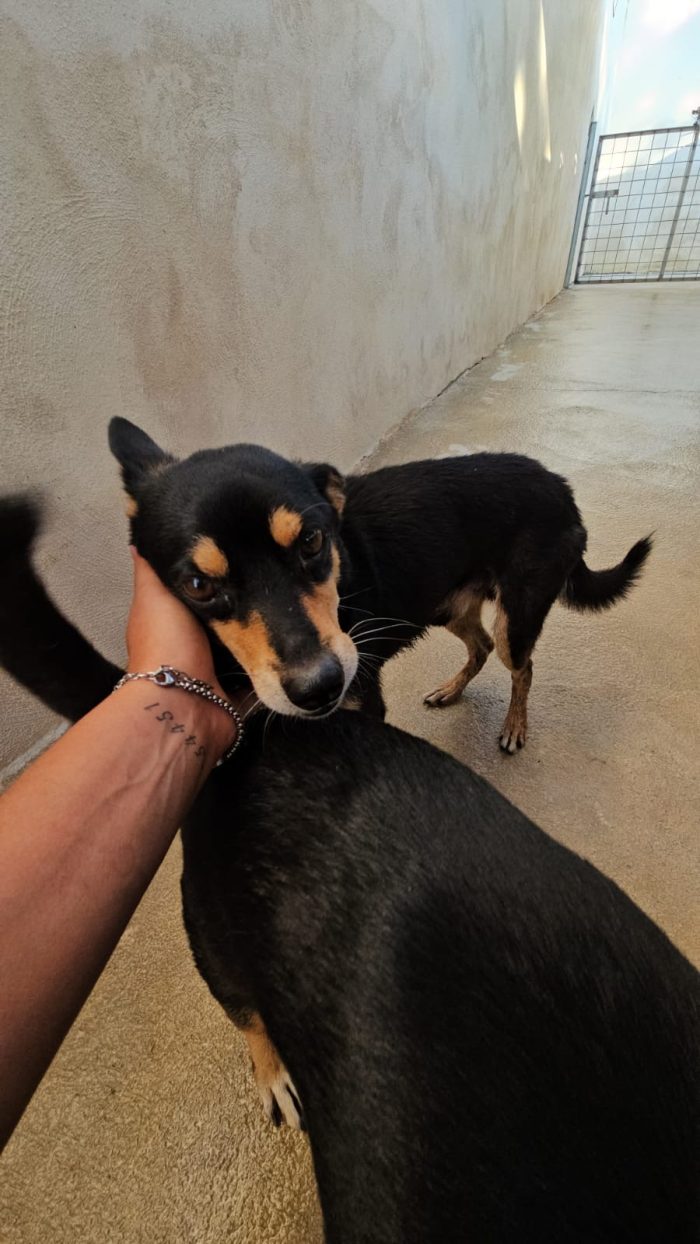 Morris e Philips splendidi cagnolini cercano casa - media 4