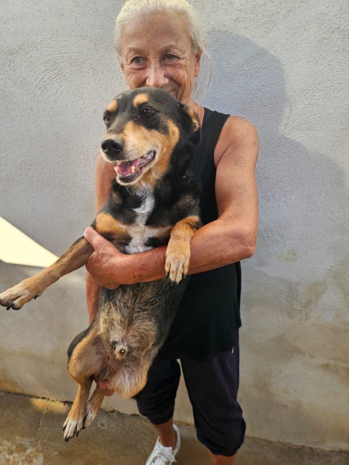 Morris e Philips splendidi cagnolini cercano casa