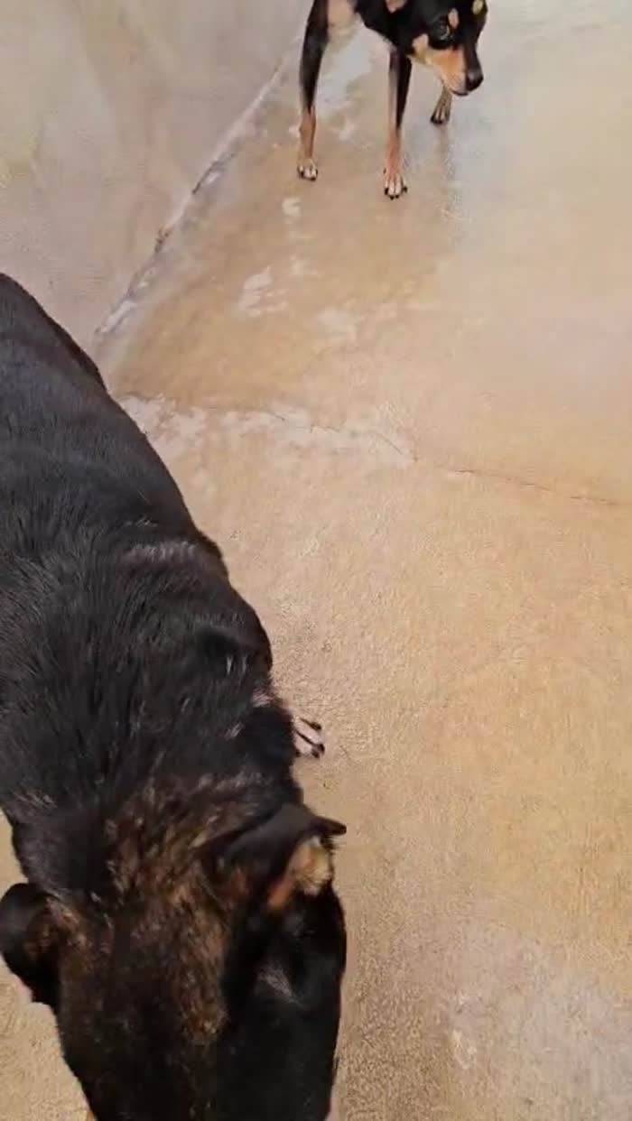 Morris e Philips splendidi cagnolini cercano casa - media 8
