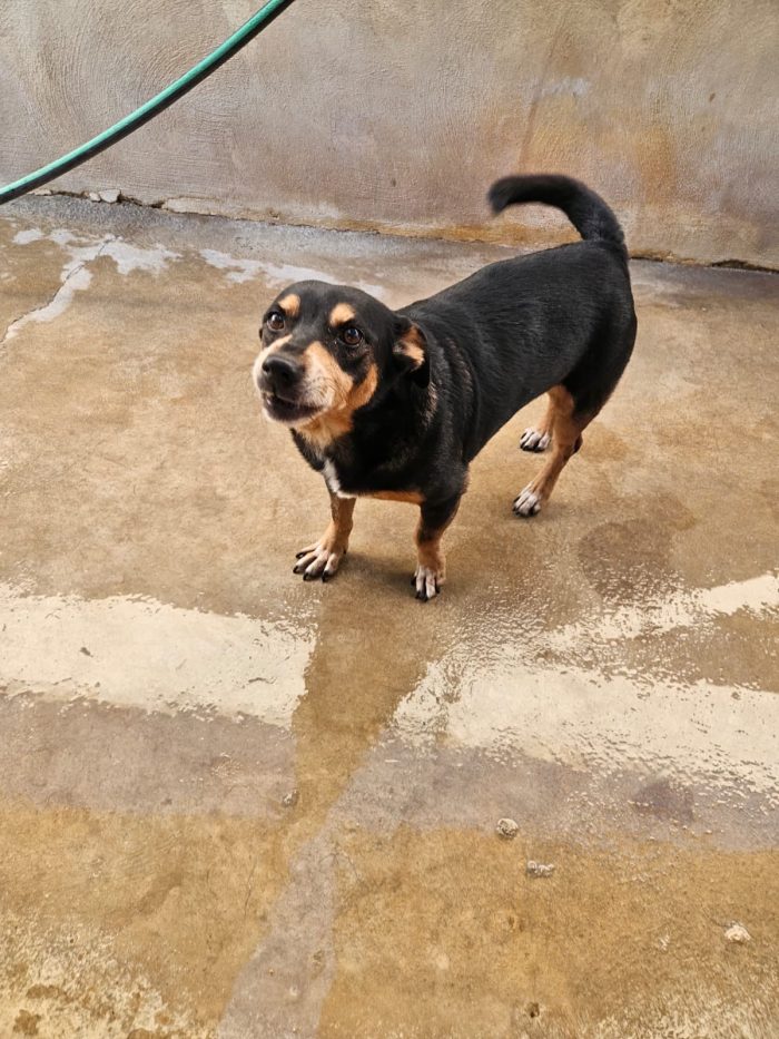 Morris splendido simil pinscher cerca casa - media 4