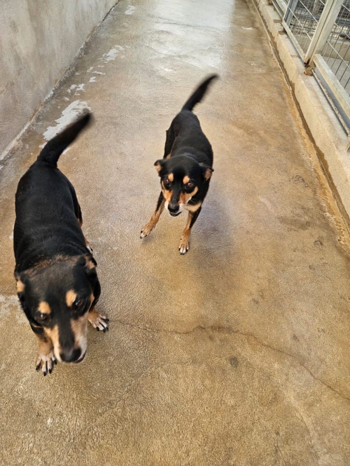 Morris splendido simil pinscher cerca casa