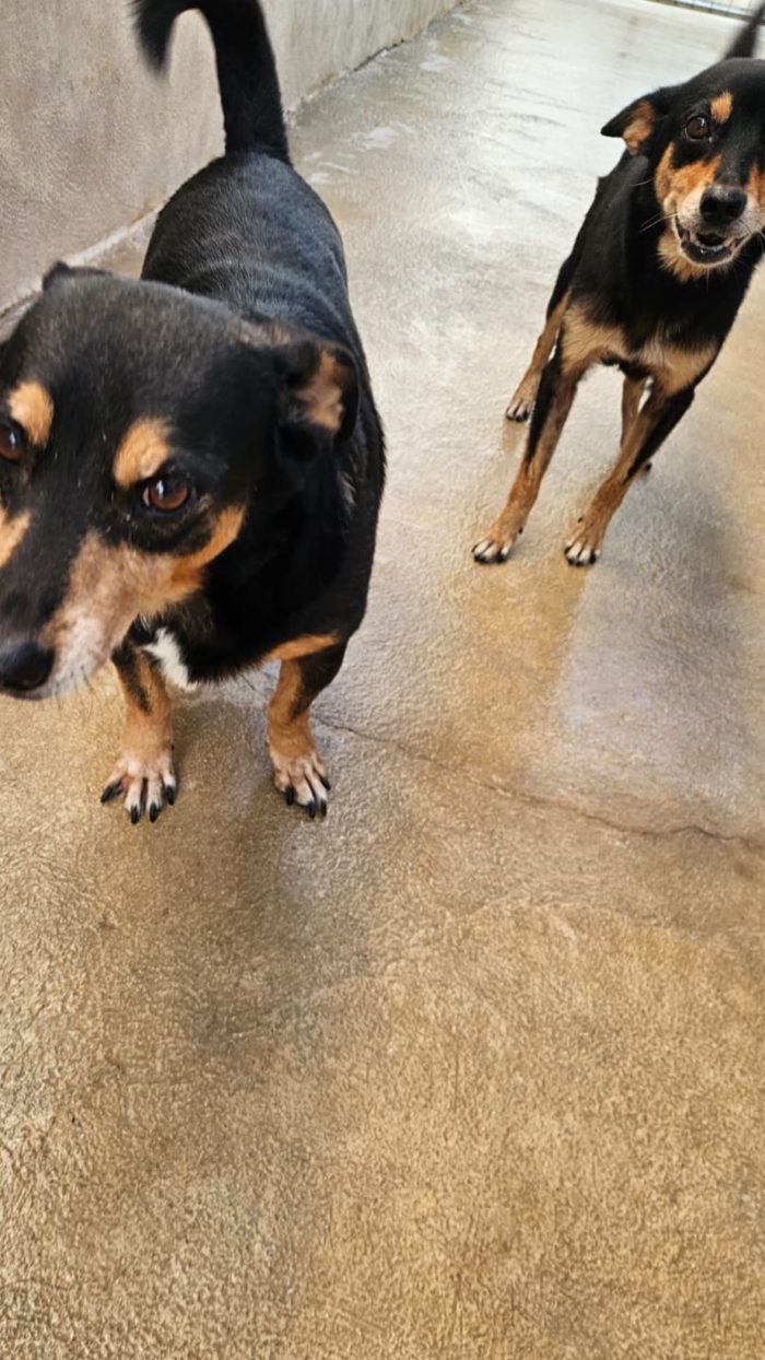Morris splendido simil pinscher cerca casa - media 6