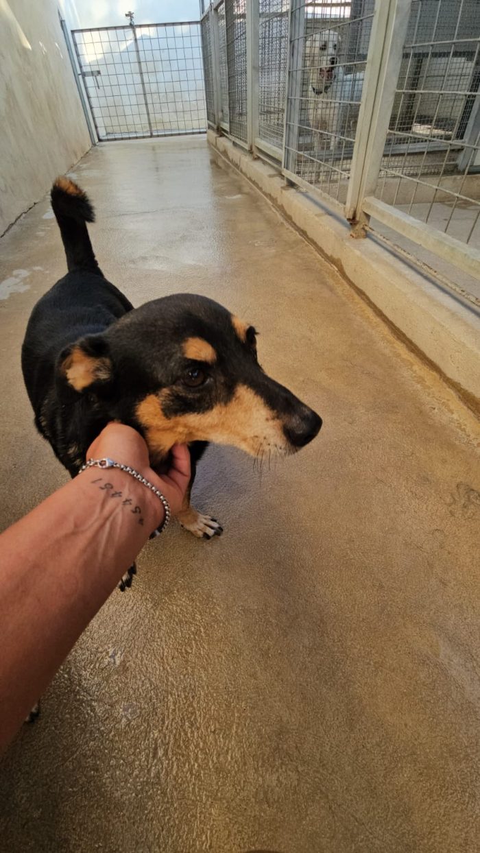 Morris splendido simil pinscher cerca casa - media 5