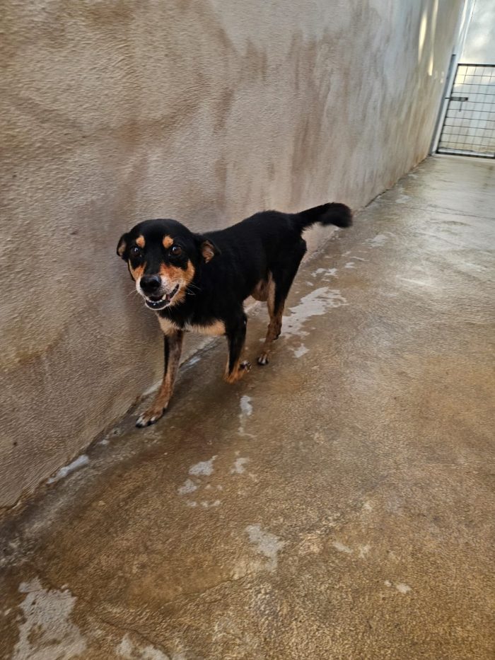 Philips meraviglioso simil Pinscher cerca casa