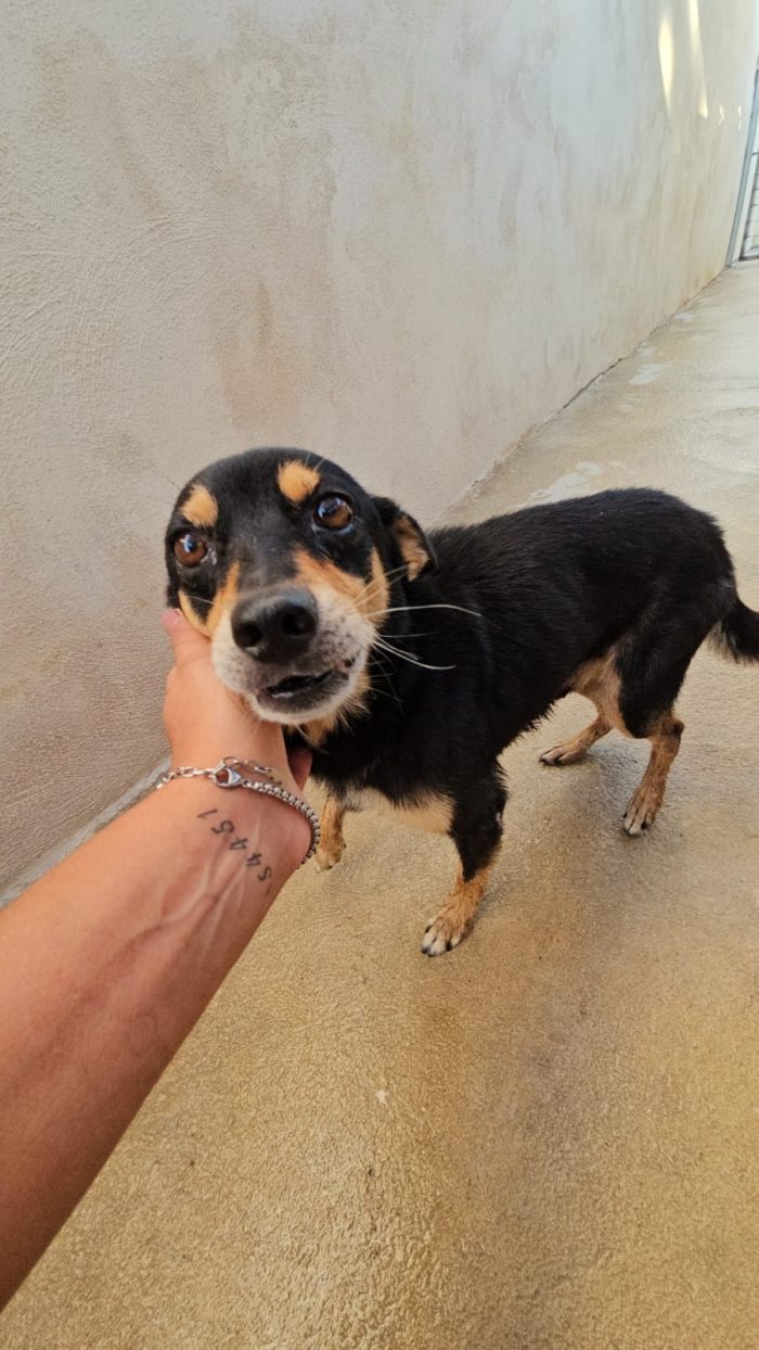 Philips meraviglioso simil Pinscher cerca casa