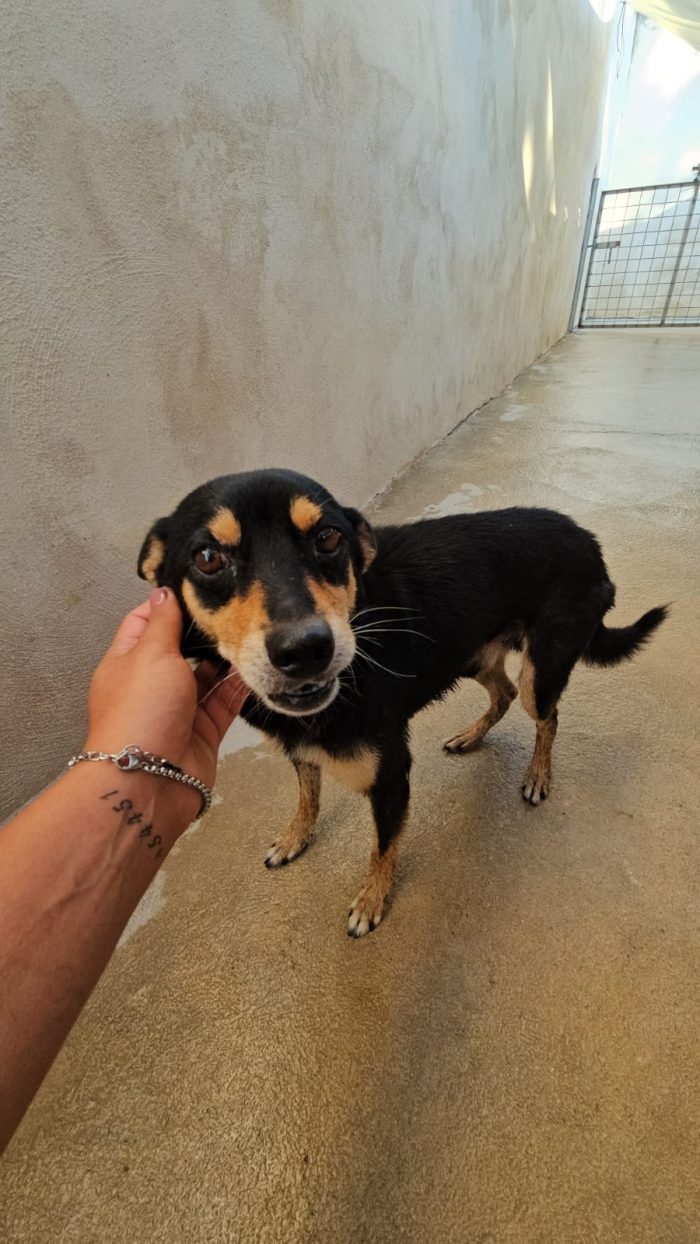 Philips meraviglioso simil Pinscher cerca casa