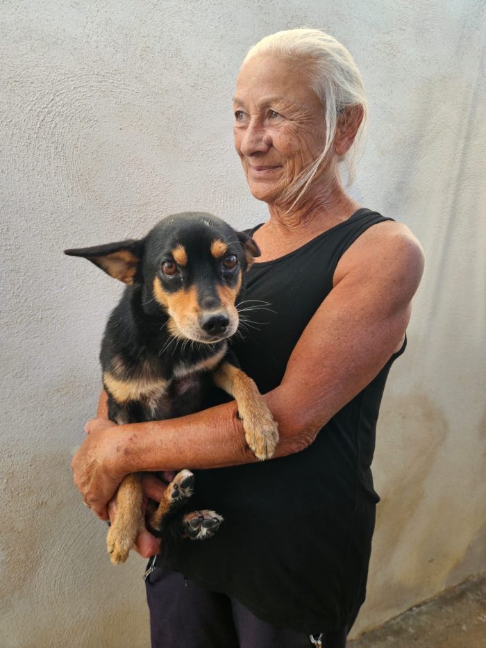 Philips meraviglioso simil Pinscher cerca casa - media 4