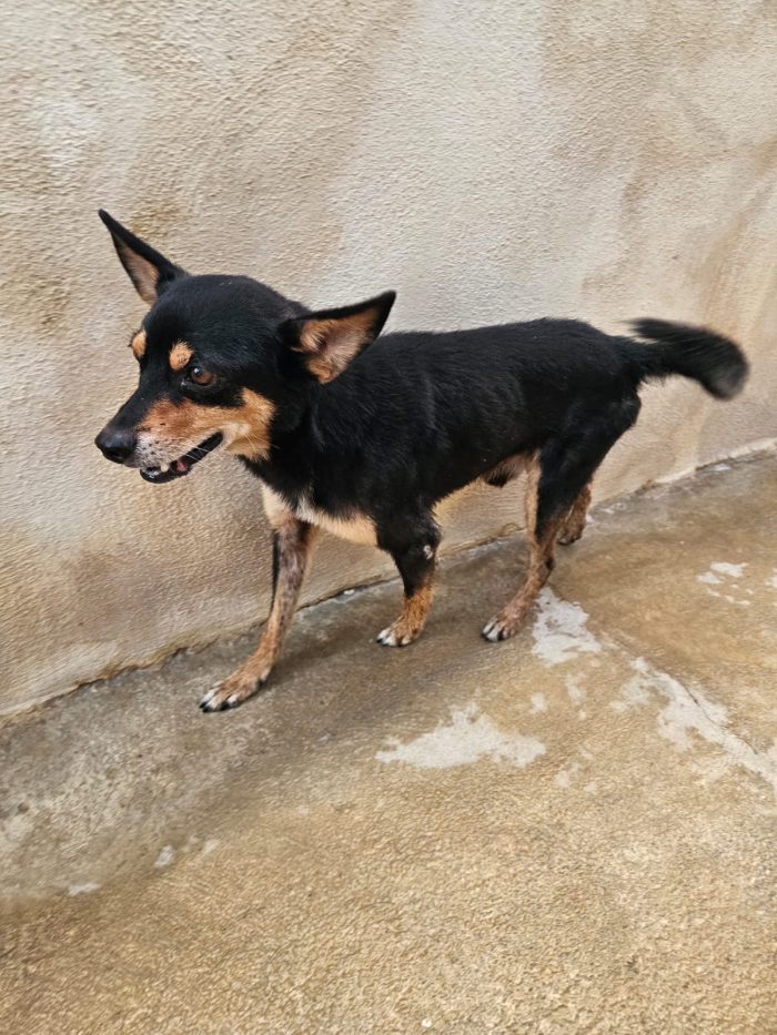 Philips meraviglioso simil Pinscher cerca casa - media 5