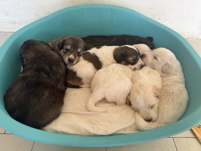 7 Cuccioli