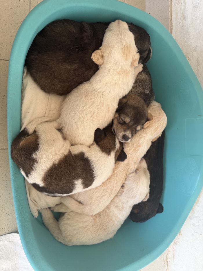 7 Cuccioli