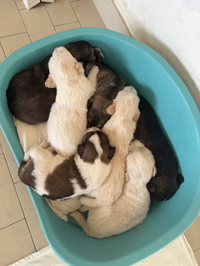 7 Cuccioli