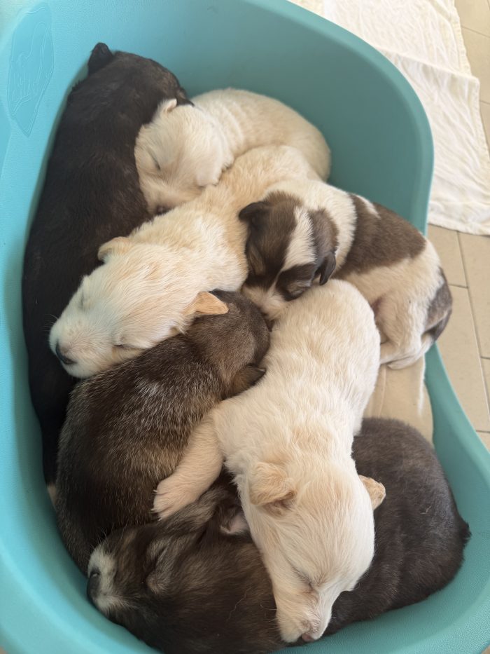 7 Cuccioli - media 4