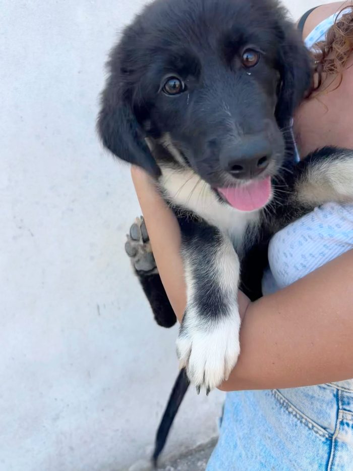 Cucciolo BELLISSIMO 3 mesi