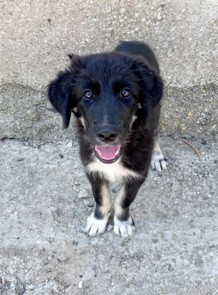 Cucciolo BELLISSIMO 3 mesi - media 4