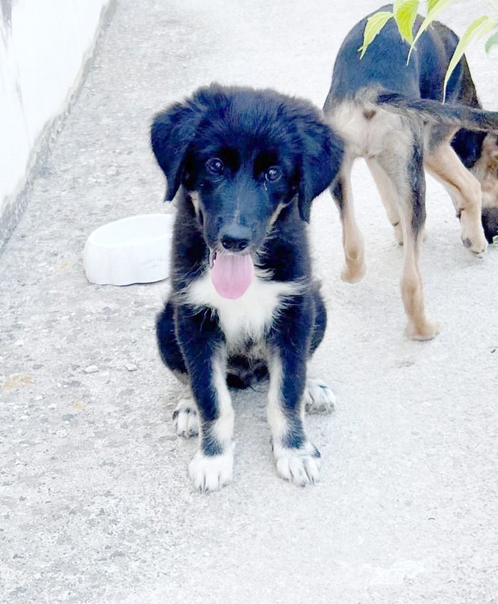 Cucciolo BELLISSIMO 3 mesi - media 5