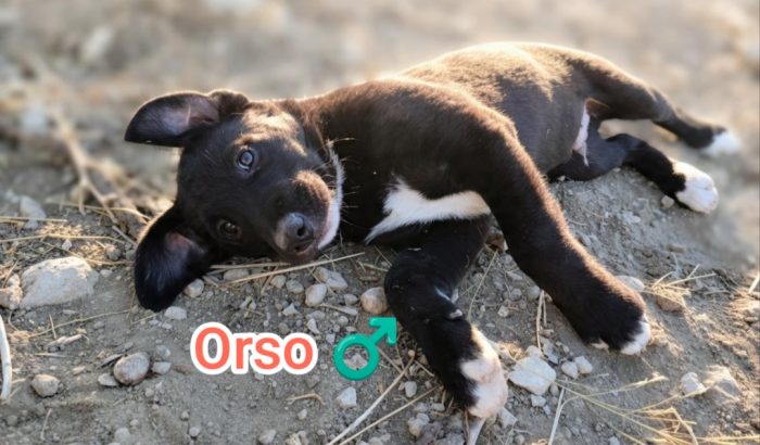 Orso,mix maremmano - media 5