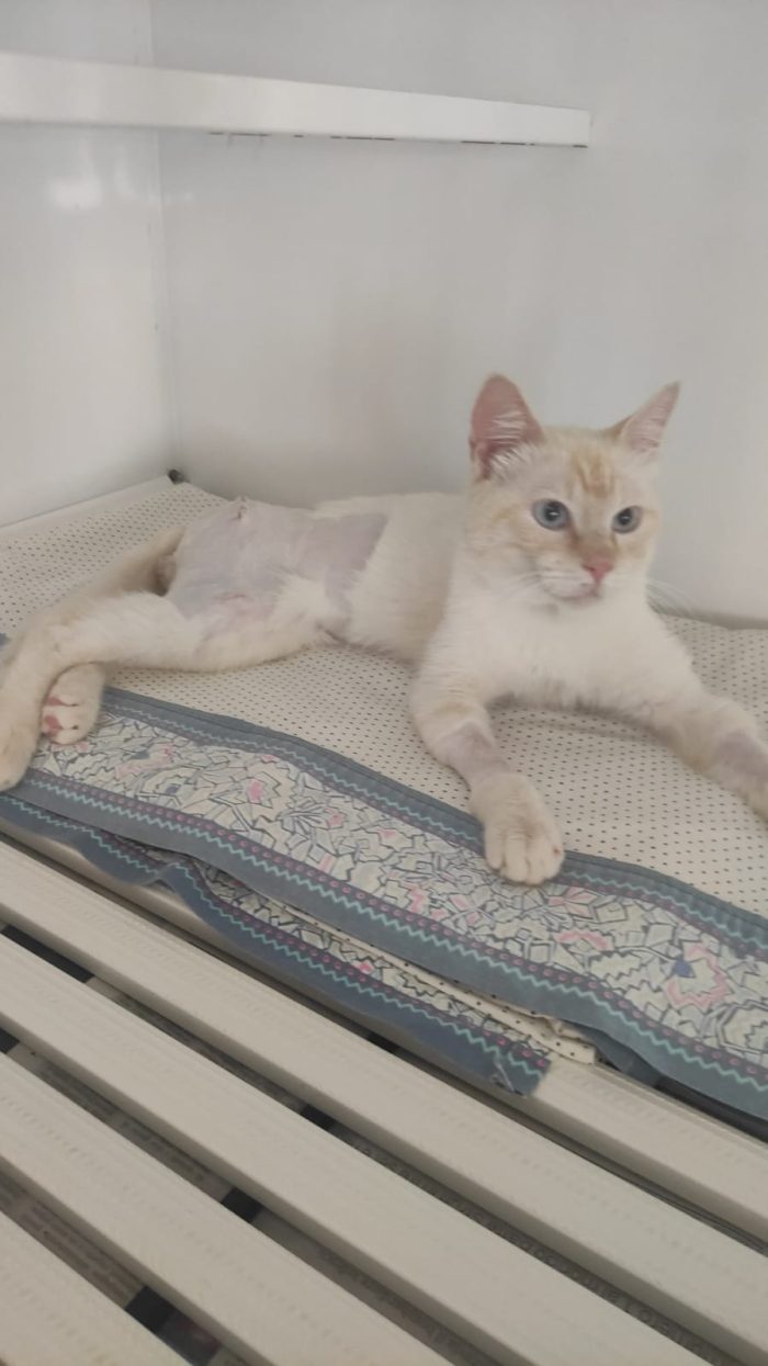 Ettore, gattino dolcissimo, cerca casa