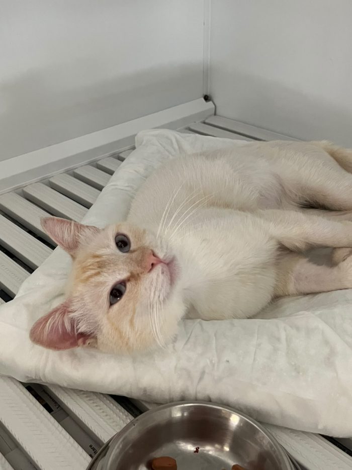 Ettore, gattino dolcissimo, cerca casa