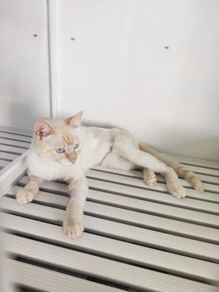 Ettore, gattino dolcissimo, cerca casa - media 6