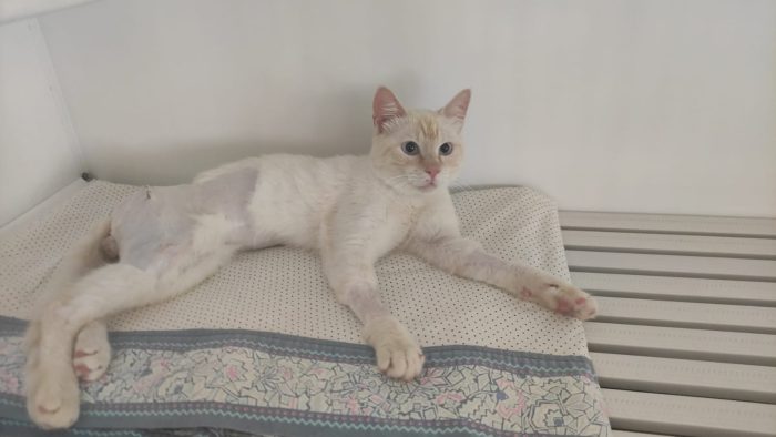 Ettore, gattino dolcissimo, cerca casa - media 4