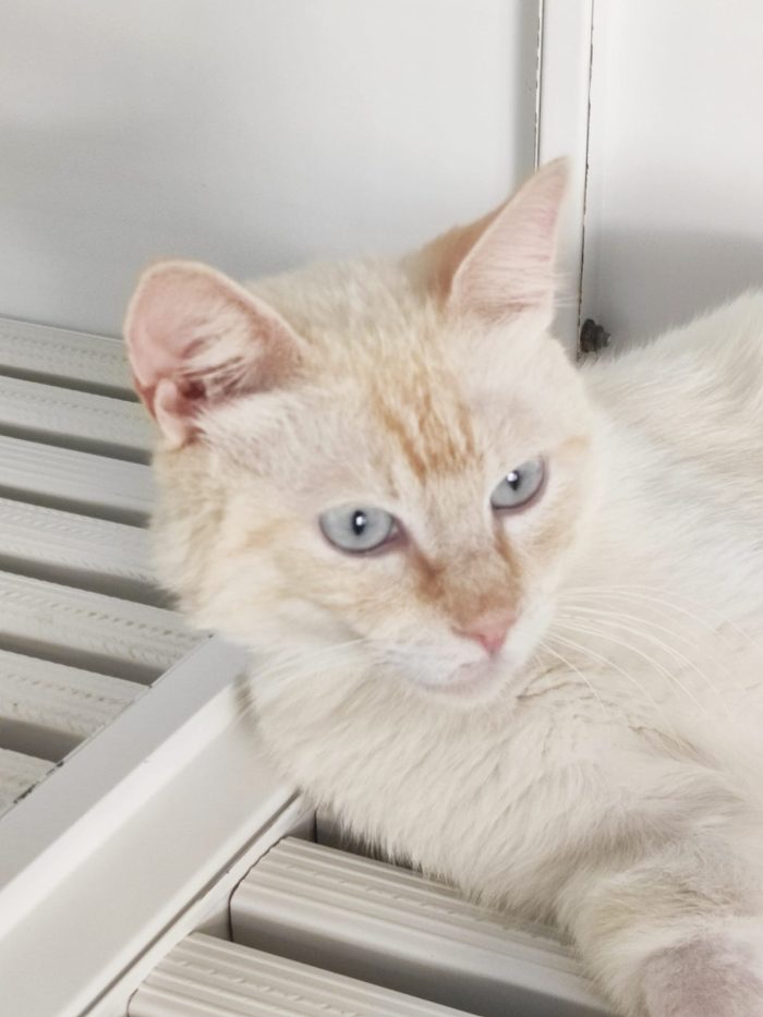 Ettore, gattino dolcissimo, cerca casa - media 5