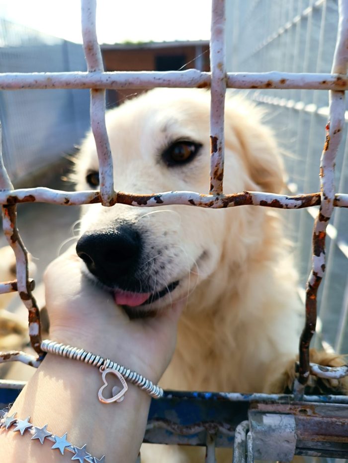 BARONE, CANE LIBERO ORA IN CANILE