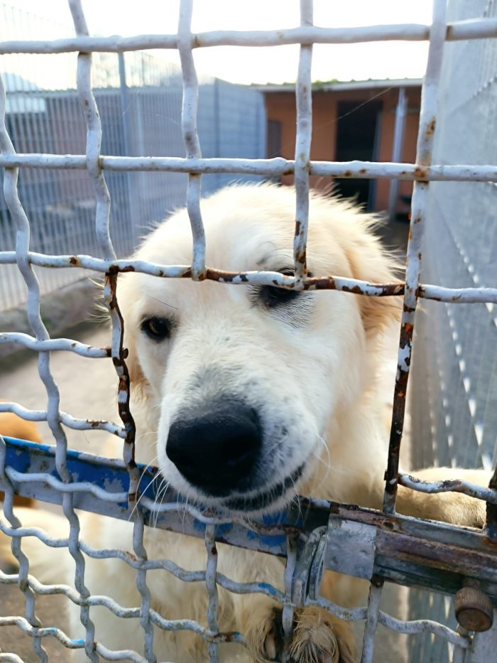BARONE, CANE LIBERO ORA IN CANILE