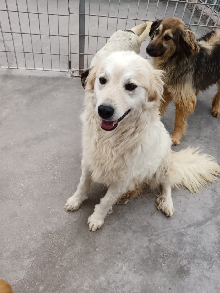 BARONE, CANE LIBERO ORA IN CANILE - media 4