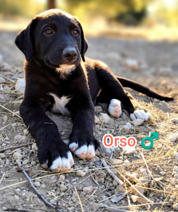 Orso,mix maremmano - media 6