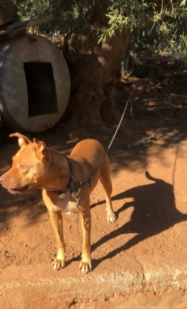 Pitbull Red Nose 2anni buonissima SUPER URGENTEEE RISCHIA DI TORNARE AL SUD. LUINO( VARESE)