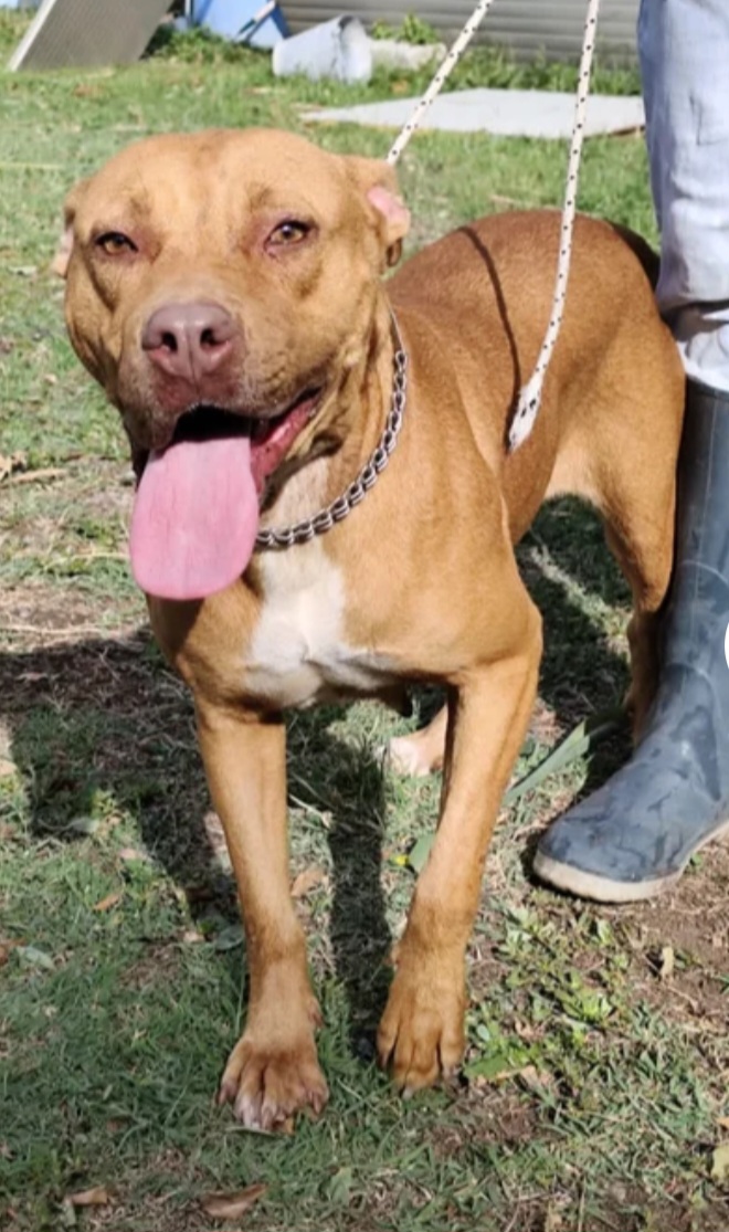 Pitbull Red Nose 2anni buonissima SUPER URGENTEEE RISCHIA DI TORNARE AL SUD. LUINO( VARESE)