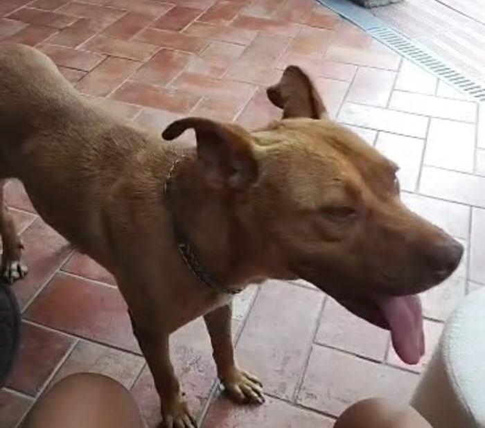 Pitbull Red Nose 2anni buonissima SUPER URGENTEEE RISCHIA DI TORNARE AL SUD. LUINO( VARESE) - media 6