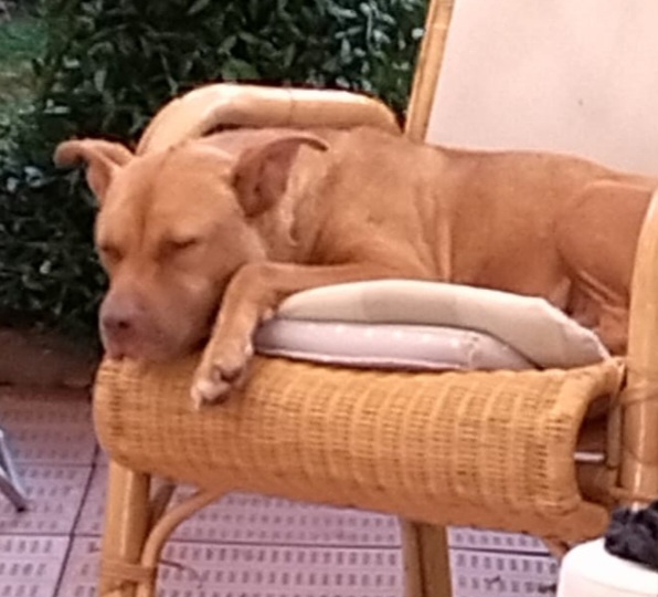 Pitbull Red Nose 2anni buonissima SUPER URGENTEEE RISCHIA DI TORNARE AL SUD. LUINO( VARESE) - media 5