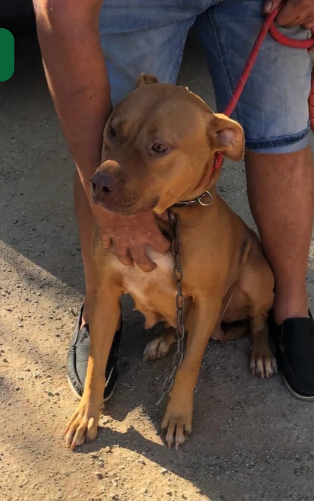 Pitbull Red Nose 2anni buonissima SUPER URGENTEEE RISCHIA DI TORNARE AL SUD. LUINO( VARESE)