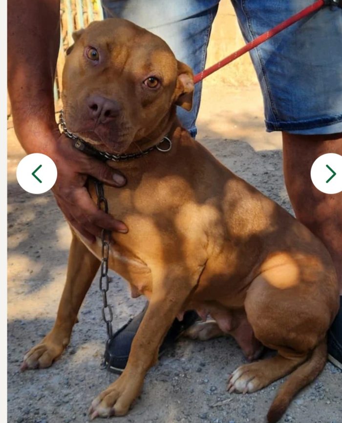 Pitbull Red Nose 2anni buonissima SUPER URGENTEEE RISCHIA DI TORNARE AL SUD. LUINO( VARESE) - media 4