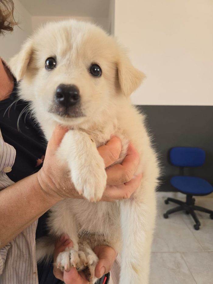 Cucciolo dolcissimo
