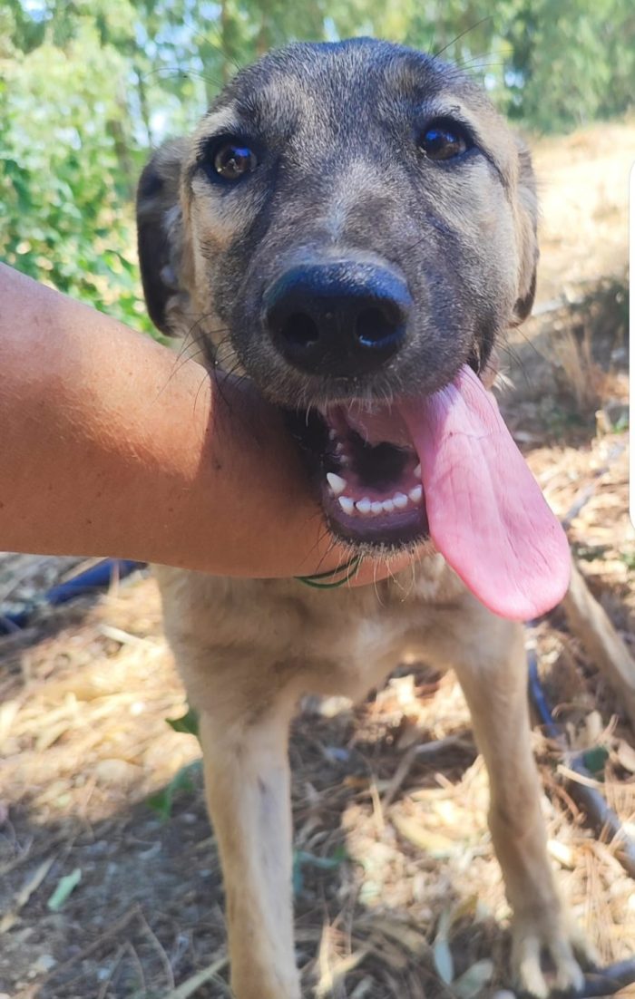 Lupetta 6/7mesi ultima sorella sta x essere adottata! Resterà sola in recinto a pane secco! HELP HELP CAGLIARI