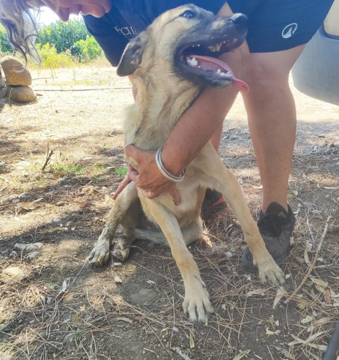 Lupetta 6/7mesi ultima sorella sta x essere adottata! Resterà sola in recinto a pane secco! HELP HELP CAGLIARI - media 4