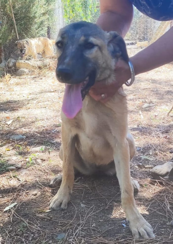 Lupetta 6/7mesi ultima sorella sta x essere adottata! Resterà sola in recinto a pane secco! HELP HELP CAGLIARI