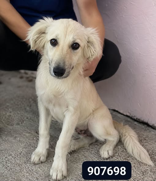 Atena
