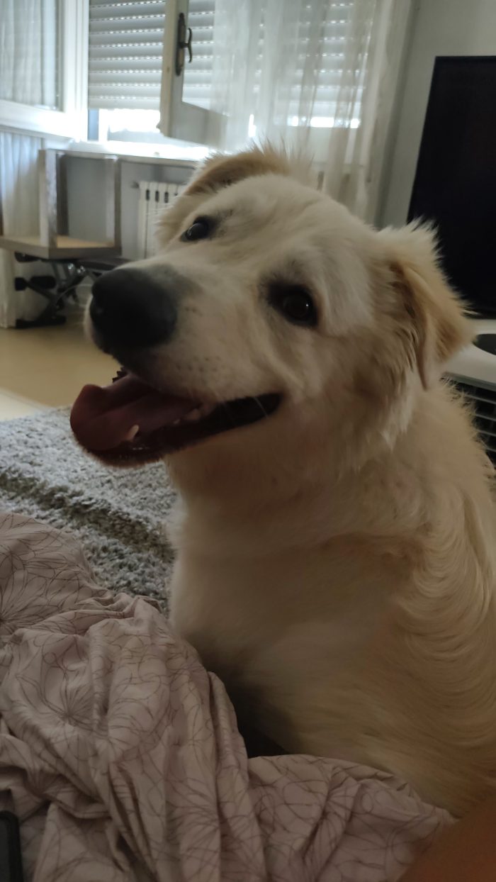Loki cerca casa