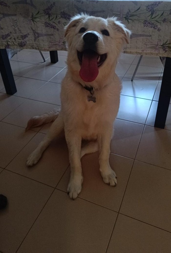 Loki cerca casa