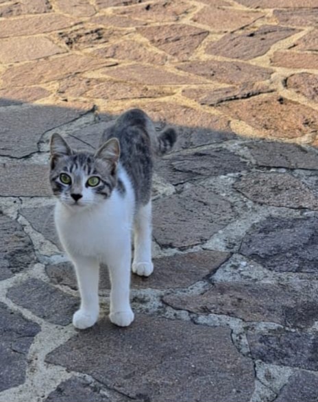 3micini 4mesi bianchi/grigi SOS CASA VOGHERA PV