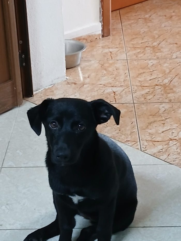 Finirà in canile...