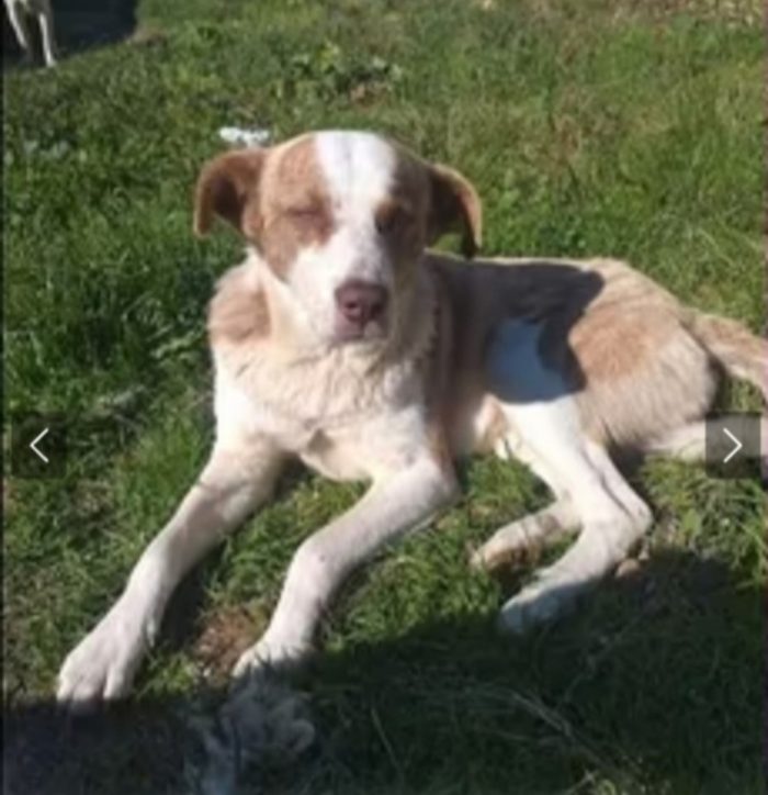 Charly circa 4anni da uno stallo all altro non trova stabilità!! Nessuno lo salva