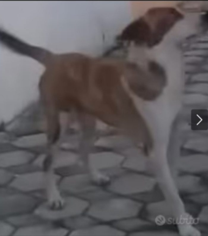 Charly circa 4anni da uno stallo all altro non trova stabilità!! Nessuno lo salva